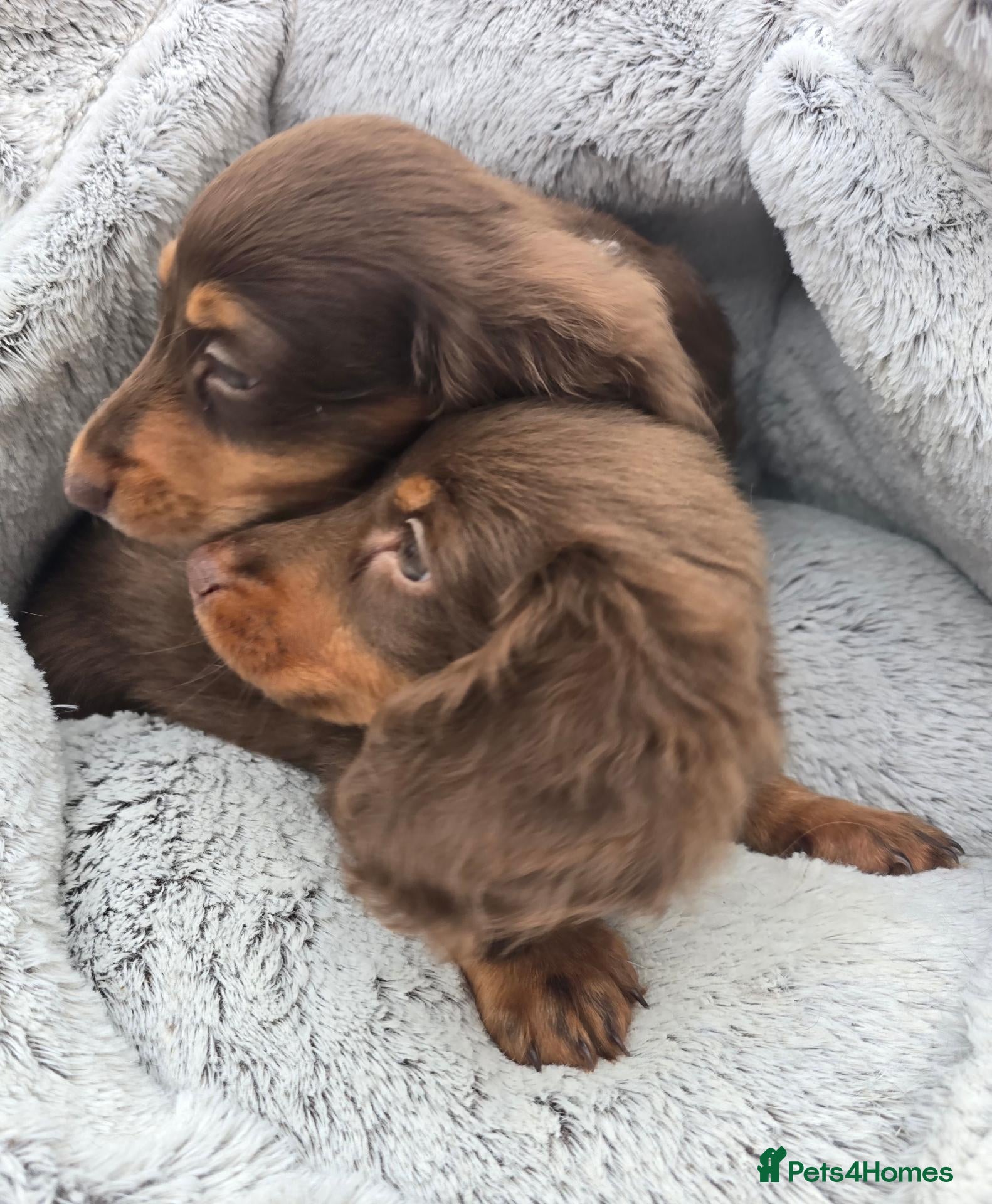 Miniature Dachshund dogs 2 Boys 💙💙Ready NOW, D.O.B. 04/08 - Advert 9