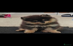 Pomeranian dogs for sale: Pomeranian girls  - Image 5