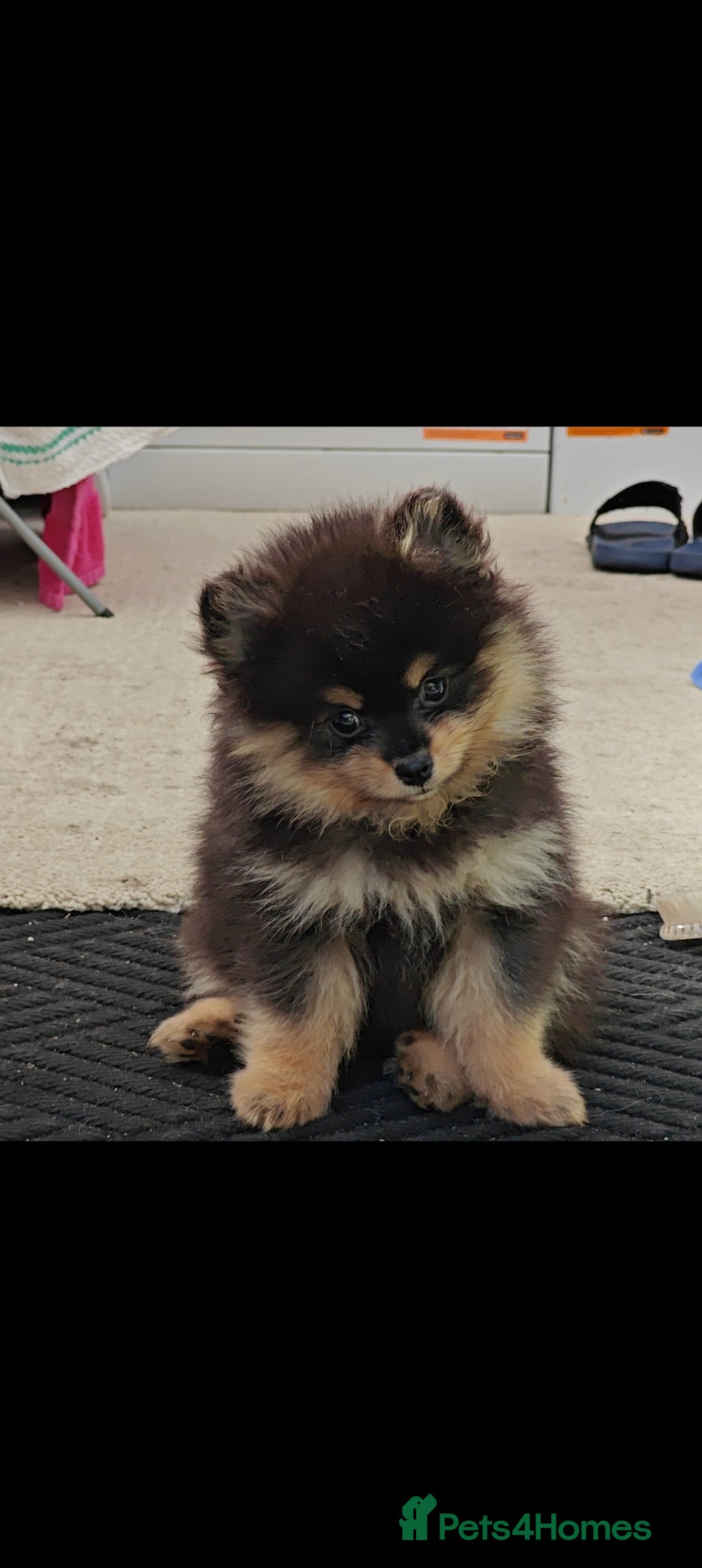 Pomeranian dogs for sale: Pomeranian girls  - Image 5