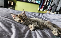 Ragcoon cats for sale: Ragcoon girl - Image 3