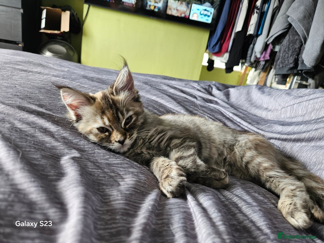 Ragcoon cats for sale: Ragcoon girl - Image 3