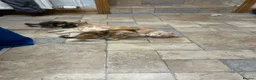 Mixed Breed cats for sale: Farm kitten - Advert 1