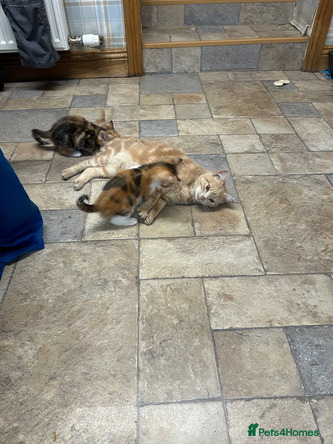 Mixed Breed cats for sale: Farm kitten - Advert 1