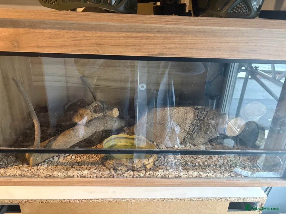 Python Snake reptiles for sale: Ball Python and Vivarium for sale   in Maidstone - Advert 3