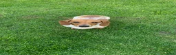 Miniature Dachshund dogs for sale: Pure Russian Piebald Miniature Smooth Dachshunds  - Advert 8