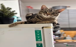 Mixed Breed cats for sale: Loving Hedvig Looking for a New Home ✨ - Advert 10