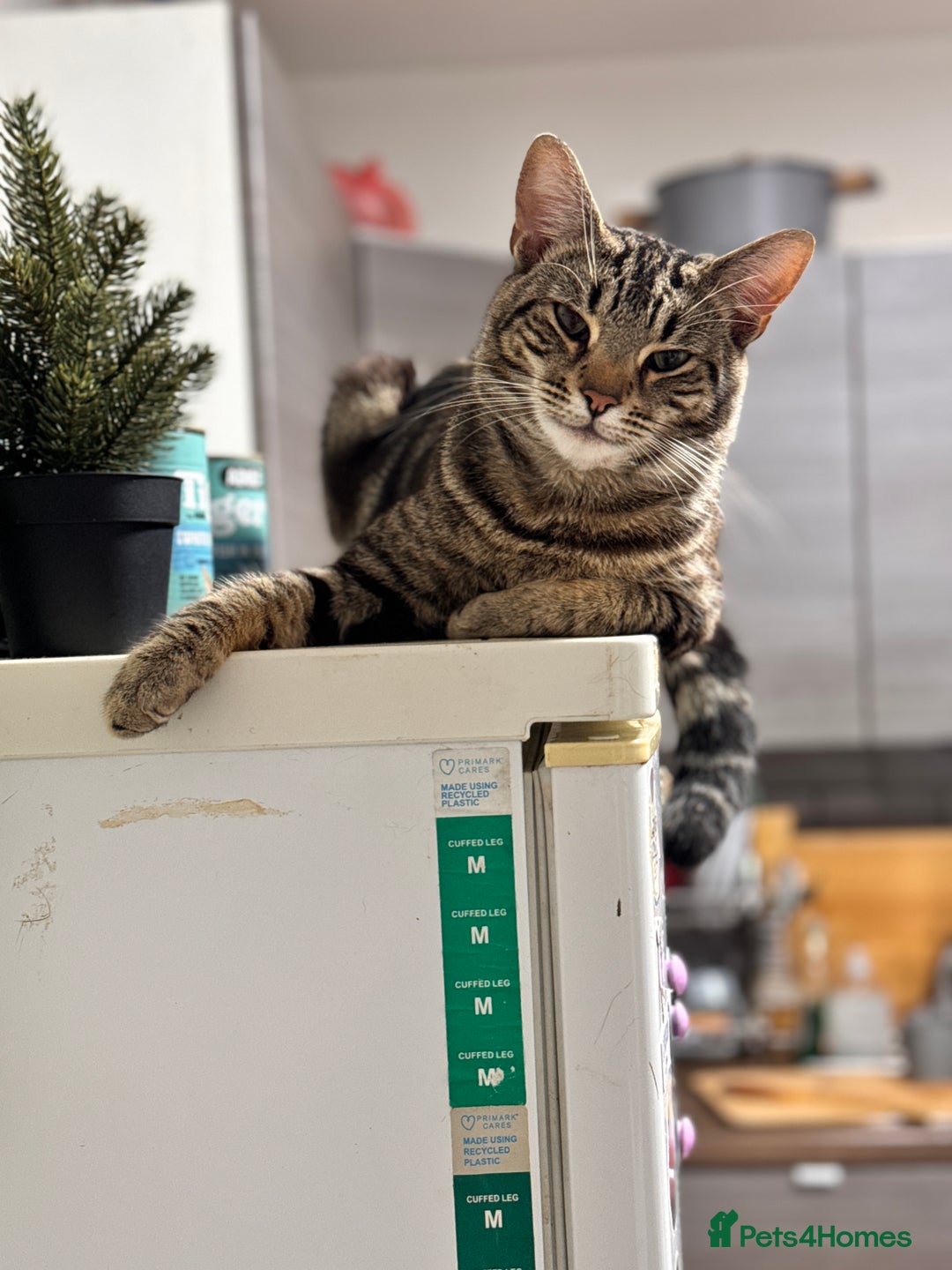 Mixed Breed cats for sale: Loving Hedvig Looking for a New Home ✨ - Advert 10