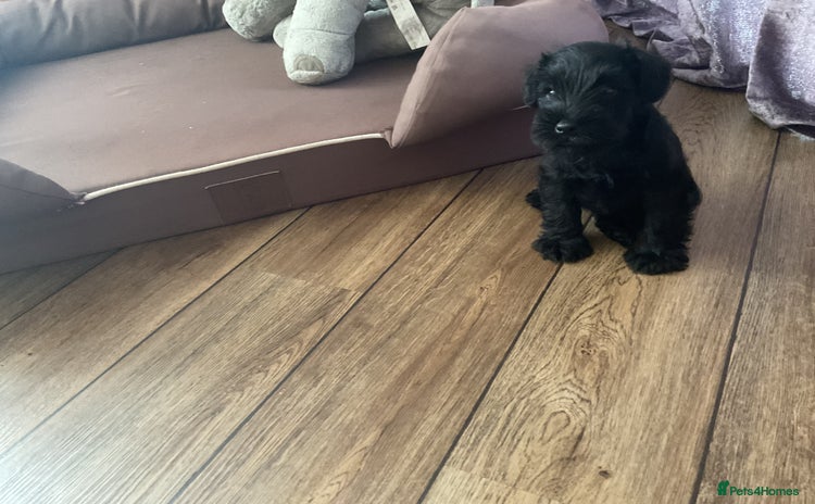 Miniature Schnauzer dogs - Advert 3