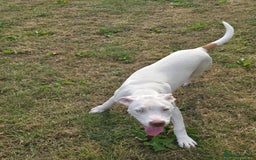 American Bulldog dogs for sale: Skye is looking for a new home. - Image 4