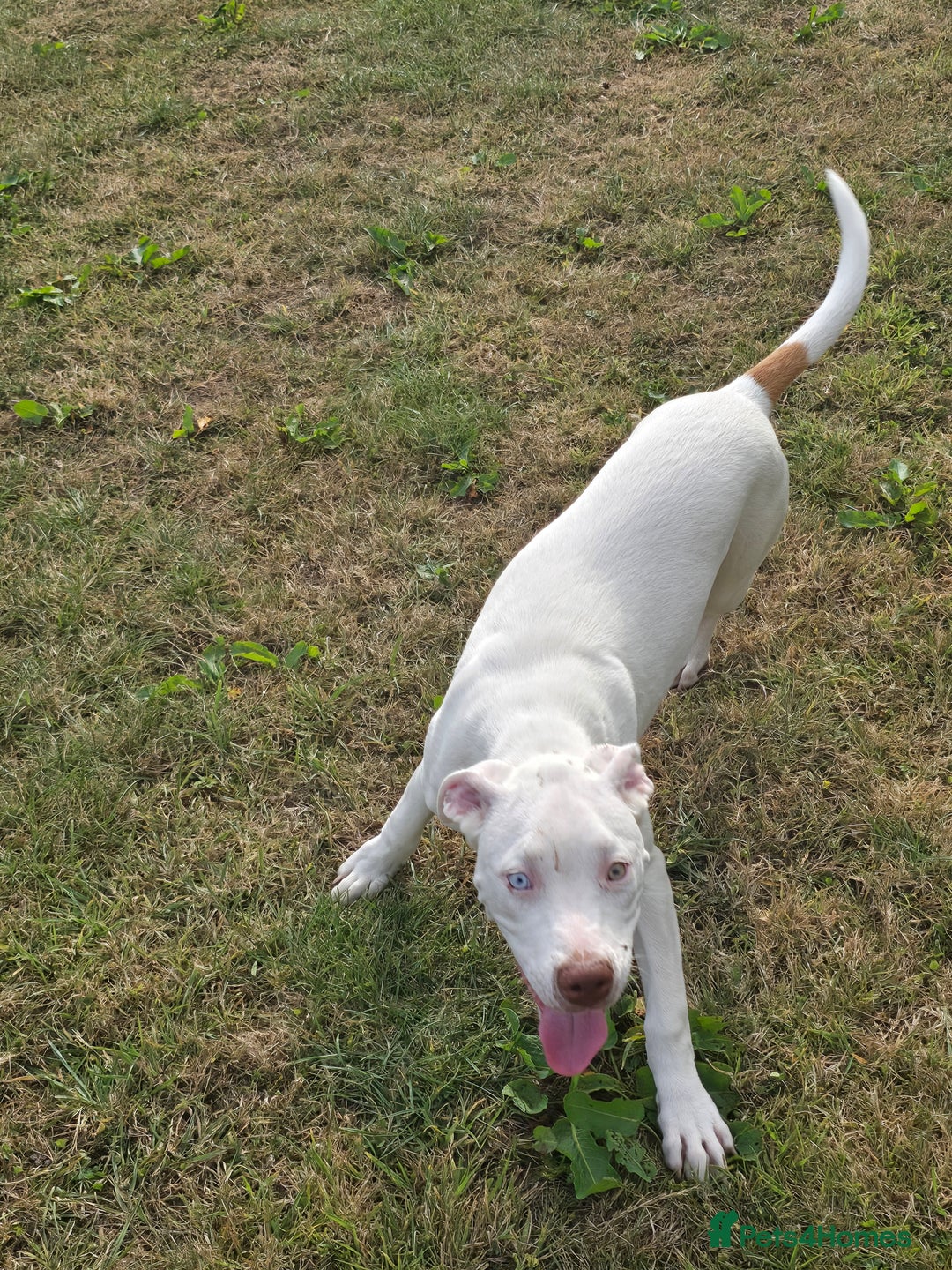 American Bulldog dogs for sale: Skye is looking for a new home. - Image 4