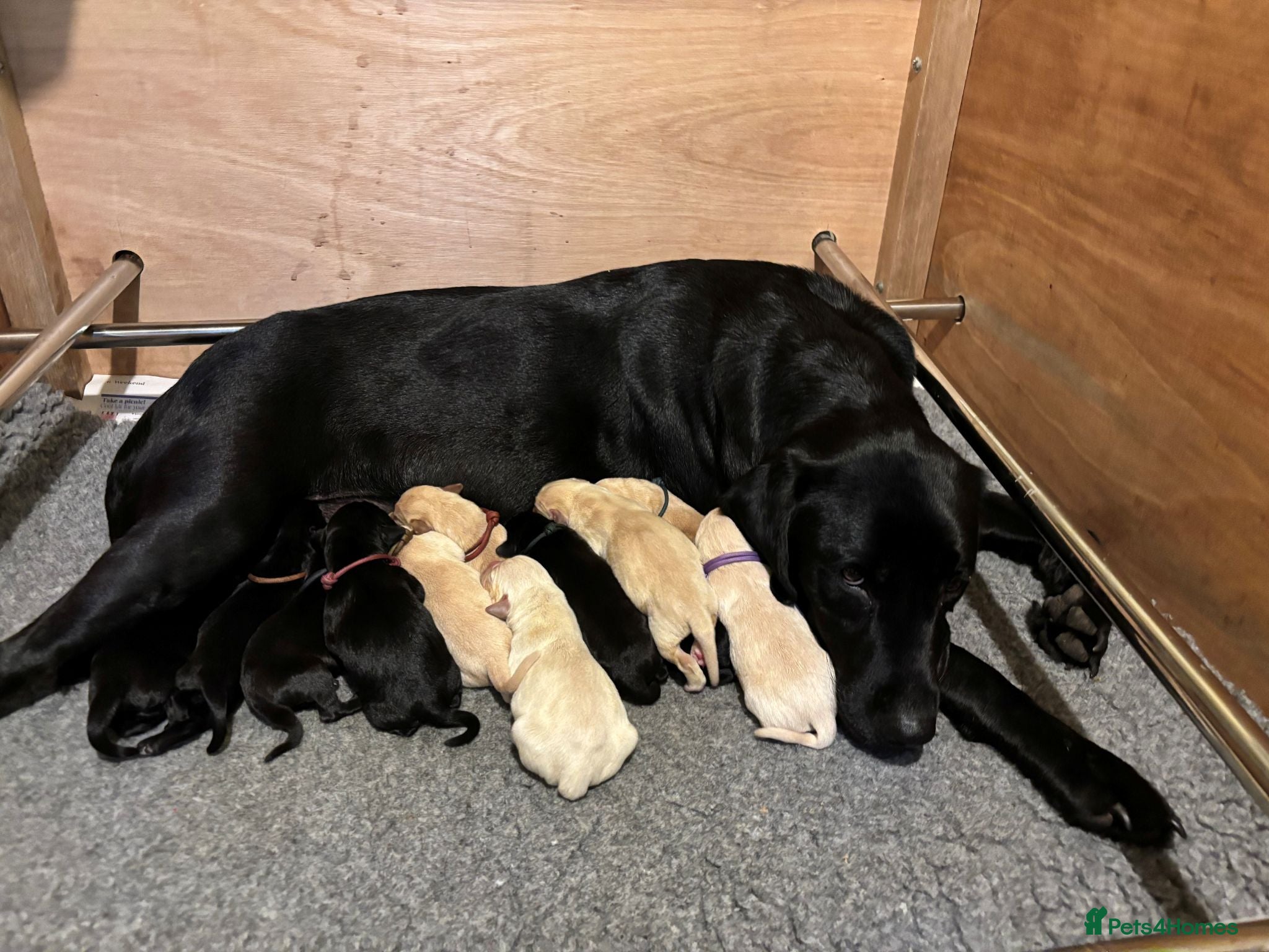 Labrador Retriever dogs KC Registered Labrador Puppies - Advert 1