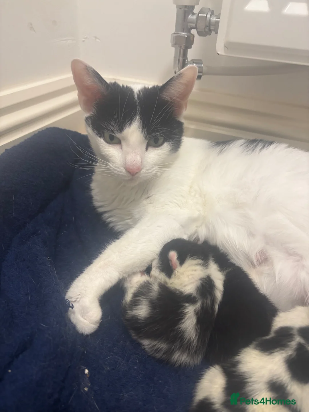 Mixed Breed cats for sale: Black & White Kittens  in Chichester - Advert 2