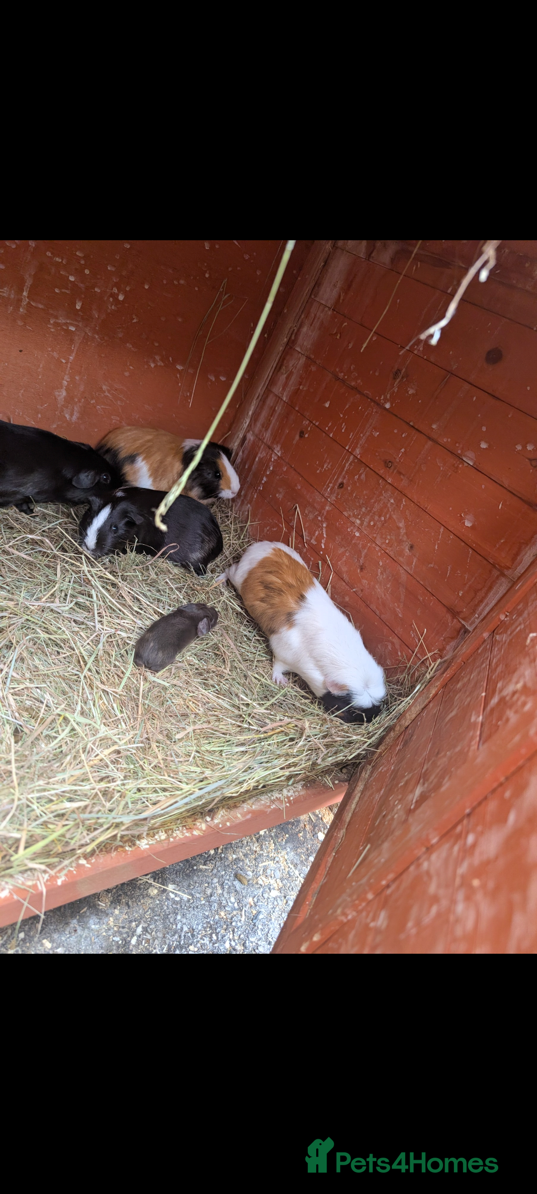 Guinea Pig rodents for sale: 4 female guinea pigs available  - Advert 1