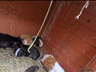 Guinea Pig rodents 4 female guinea pigs available - Advert 1