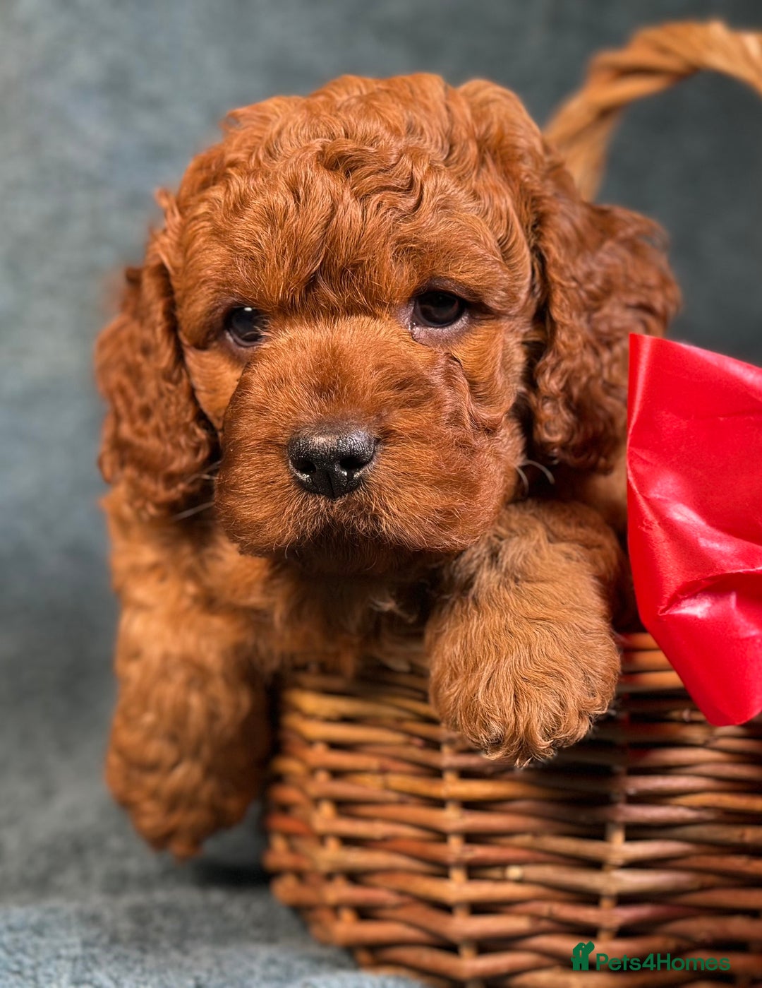 Toy Poodle dogs for stud: Exquisite Proven KC Red Stud DNA Clear Eye Tested - Advert 5