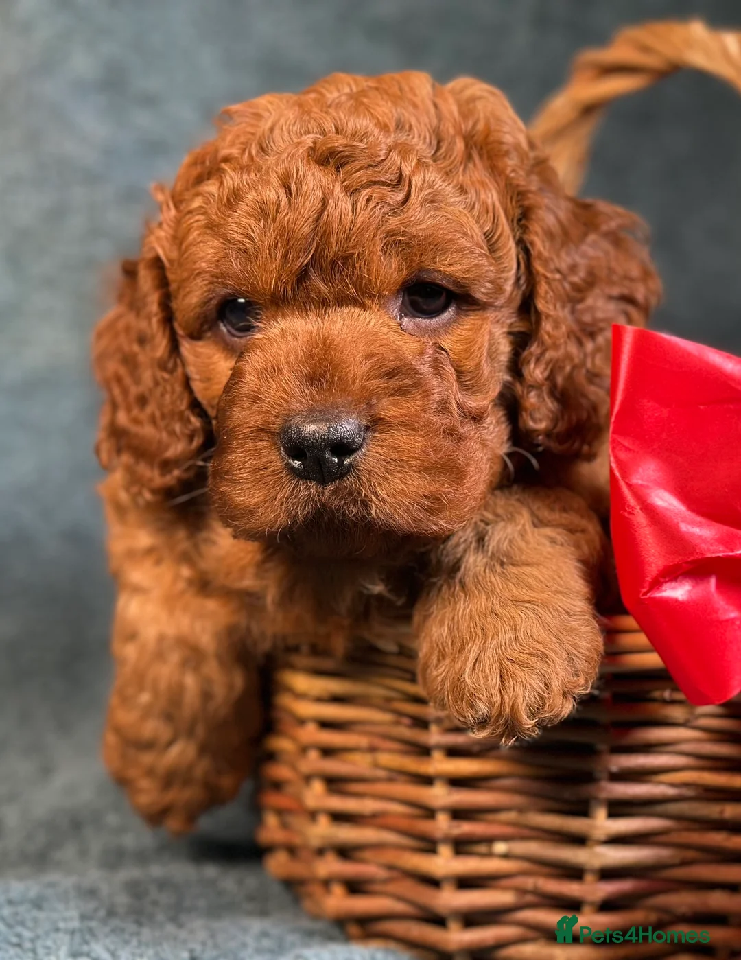 Toy Poodle dogs for stud: Exquisite Proven KC Red Stud DNA Clear Eye Tested - Advert 5