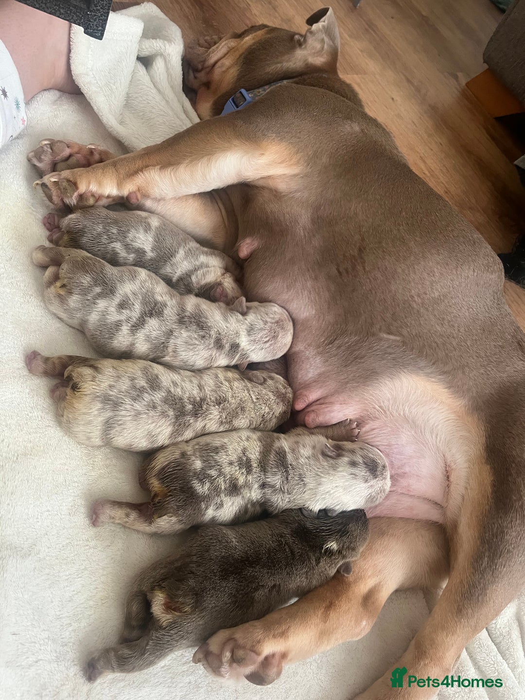 English Bulldog dogs for sale: English Bulldogs  - Image 11