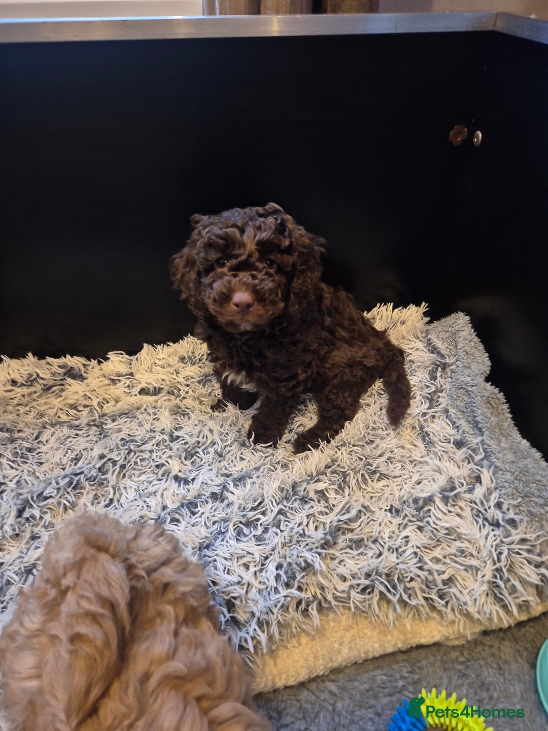 Labradoodle dogs for sale: Stunning F3 miniature labradoodles!  - Advert 39
