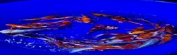 Koi Carp fish for sale: Koi carp - Advert 2