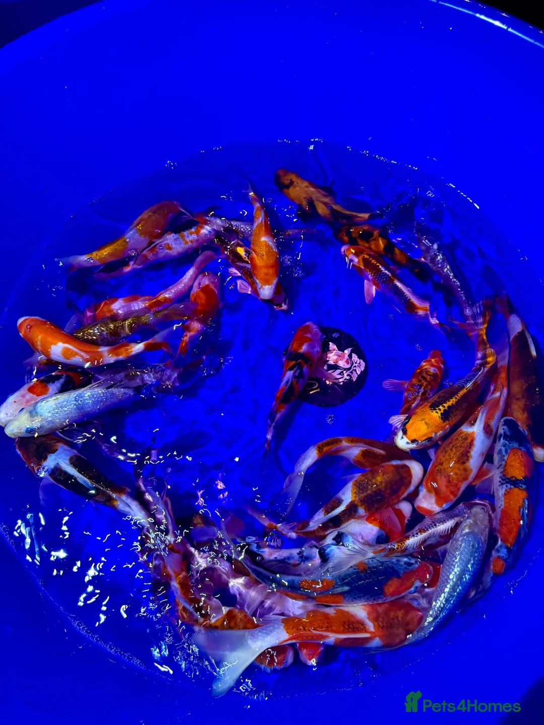 Koi Carp fish for sale: Koi carp - Advert 2