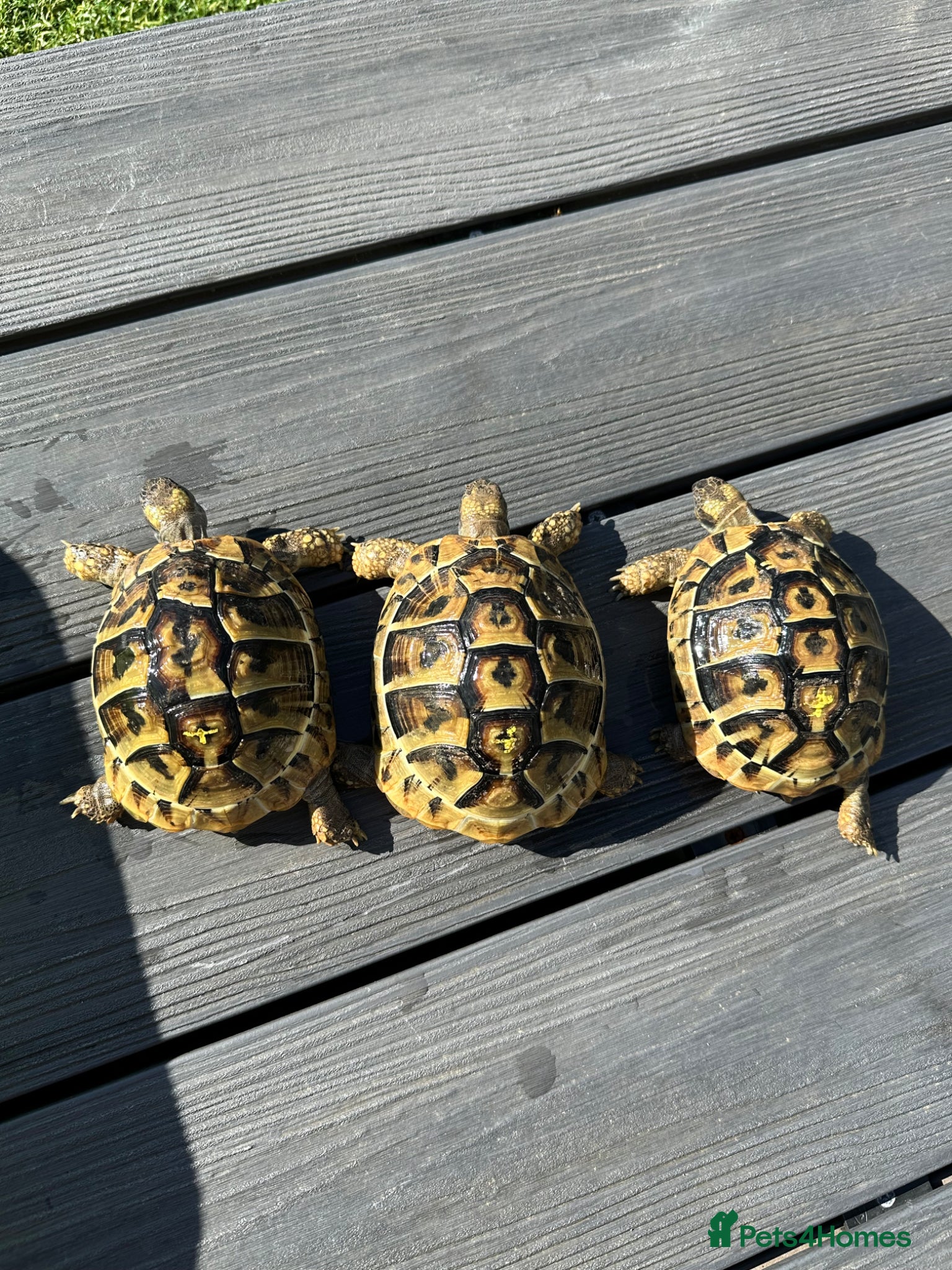 Hermann Tortoise reptiles Hermanns Dalamation tortoise - Advert 2