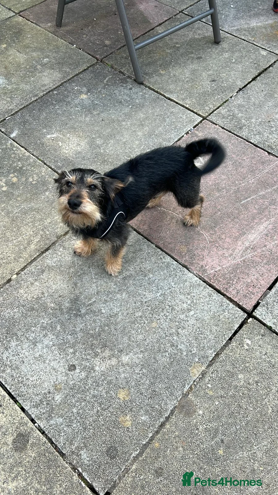 Mixed Breed dogs for sale: Re homing  - Advert 1