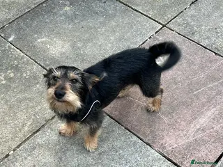 Mixed Breed dogs Re homing - Advert 1