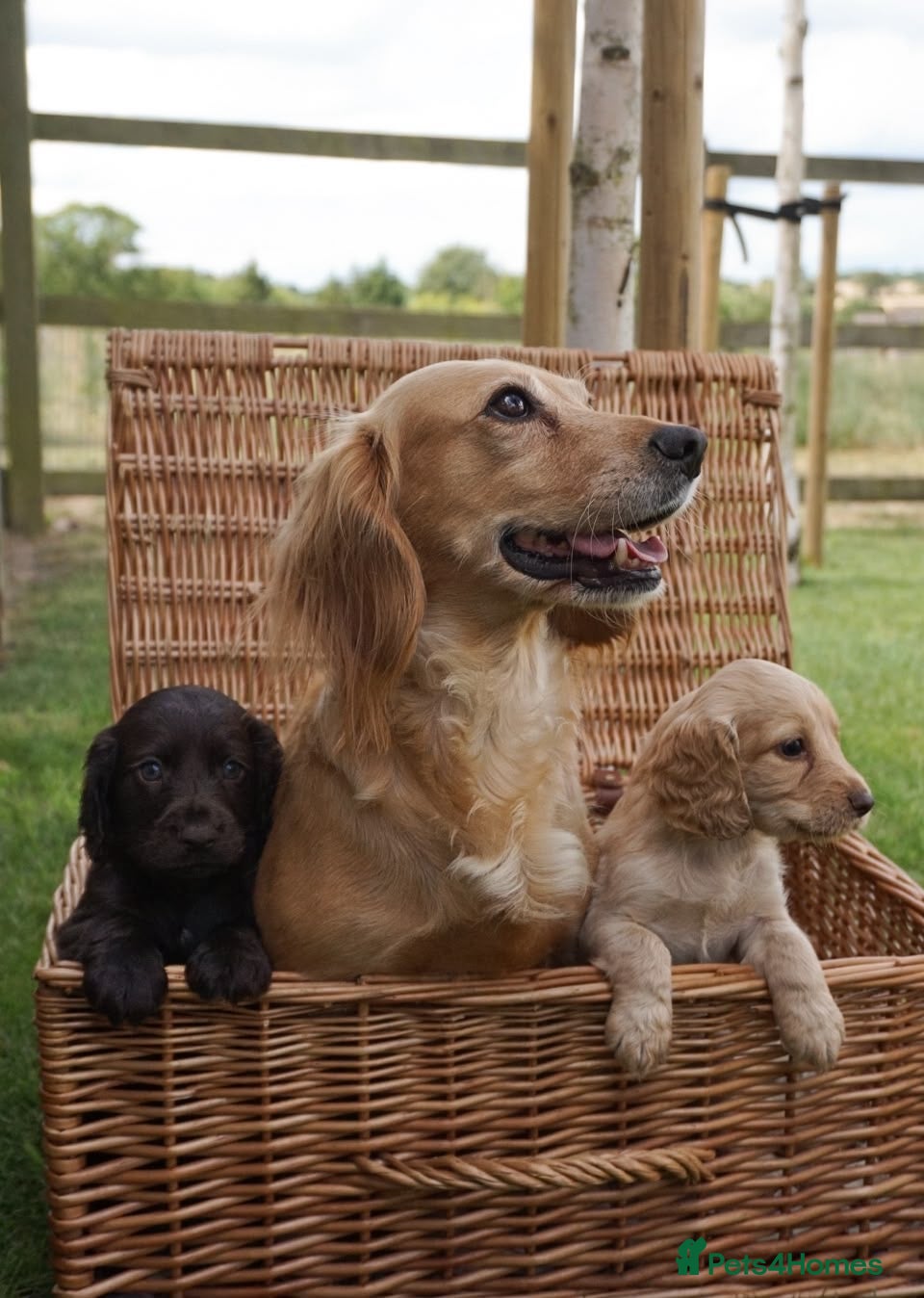Cocker Spaniel dogs 2 beautiful boy puppies one chocolate & one lemon  - Advert 2