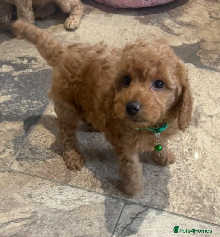 Cockapoo dogs Toy/Mini COCKAPOO F1b Puppies - Advert 6