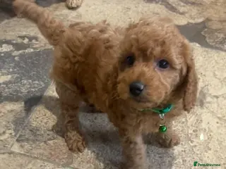 Cockapoo dogs Toy/Mini COCKAPOO F1b Puppies - Advert 6