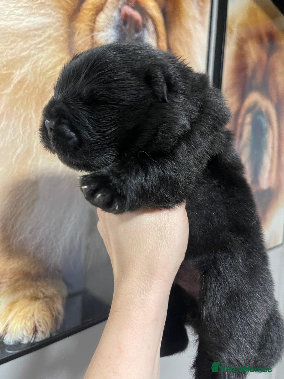 Chow Chow dogs for sale: 🧸🧸Beautiful Chow Chow Puppies🧸🧸 - Advert 27