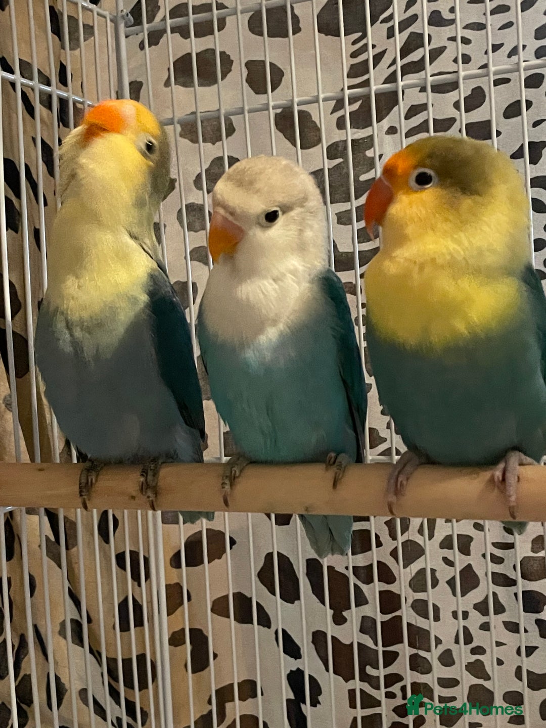 Lovebirds birds for sale: Beautiful babies so cute and beautiful colors  - Advert 6