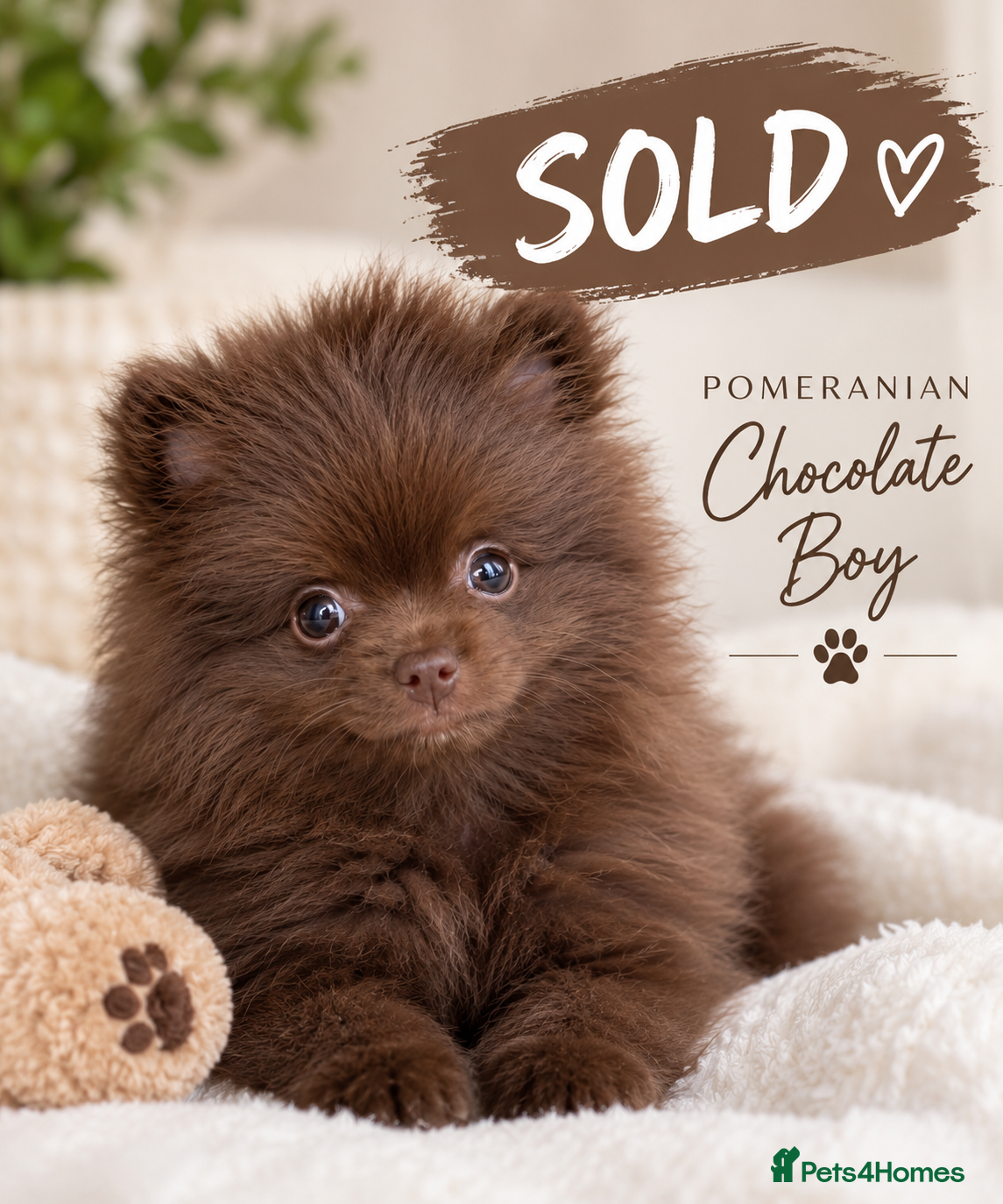 Pomeranian dogs Royal Pet Registry & KC registered PomPom puppies  - Advert 2
