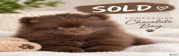 Pomeranian dogs for sale: Royal Pet Registry & KC registered PomPom puppies  - Advert 2