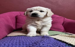 Golden Retriever dogs for sale: Extensively Health Tested & Kids Best friends - Advert 7