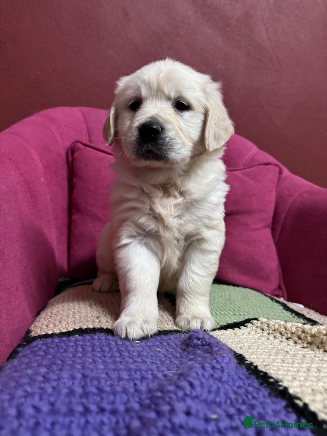 Golden Retriever dogs for sale: Extensively Health Tested & Kids Best friends - Advert 7