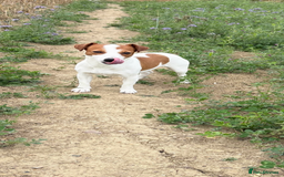 Jack Russell dogs for sale: Stunning Jack Russell puppies  - Image 3
