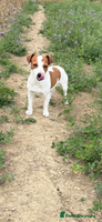 Jack Russell dogs - Advert 1