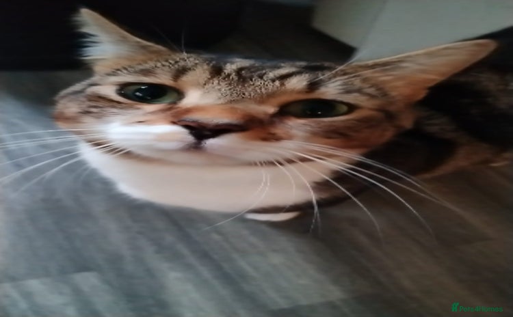 Domestic Shorthair cats Dashing Dash - Advert 3