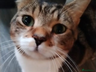 Domestic Shorthair cats Dashing Dash - Advert 7