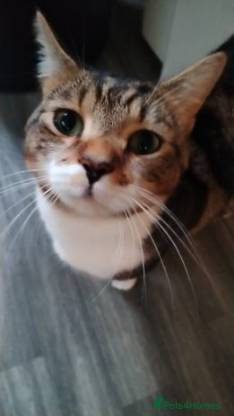 Domestic Shorthair cats Dashing Dash - Advert 1