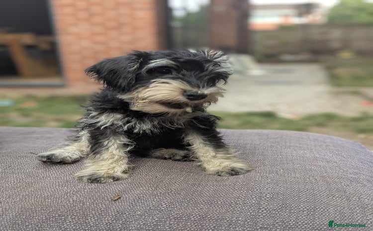 Miniature Schnauzer dogs - Advert 2