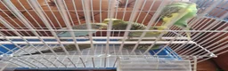 Budgerigars birds for sale: Baby budgies 2026 - Advert 9