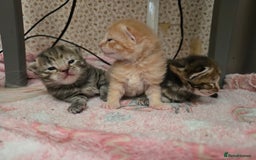 Mixed Breed cats for sale: Kittens  - Image 4