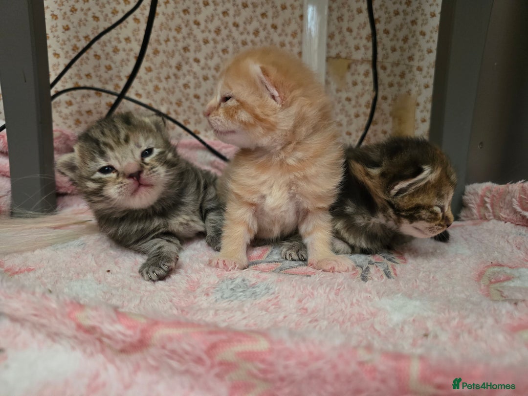 Mixed Breed cats for sale: Kittens  - Image 4