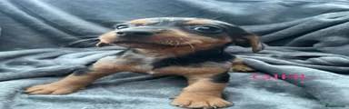 Jackshund 5