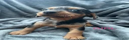 Jackshund dogs for sale: 8 beautiful miniature Jack Russell’s  - Advert 19