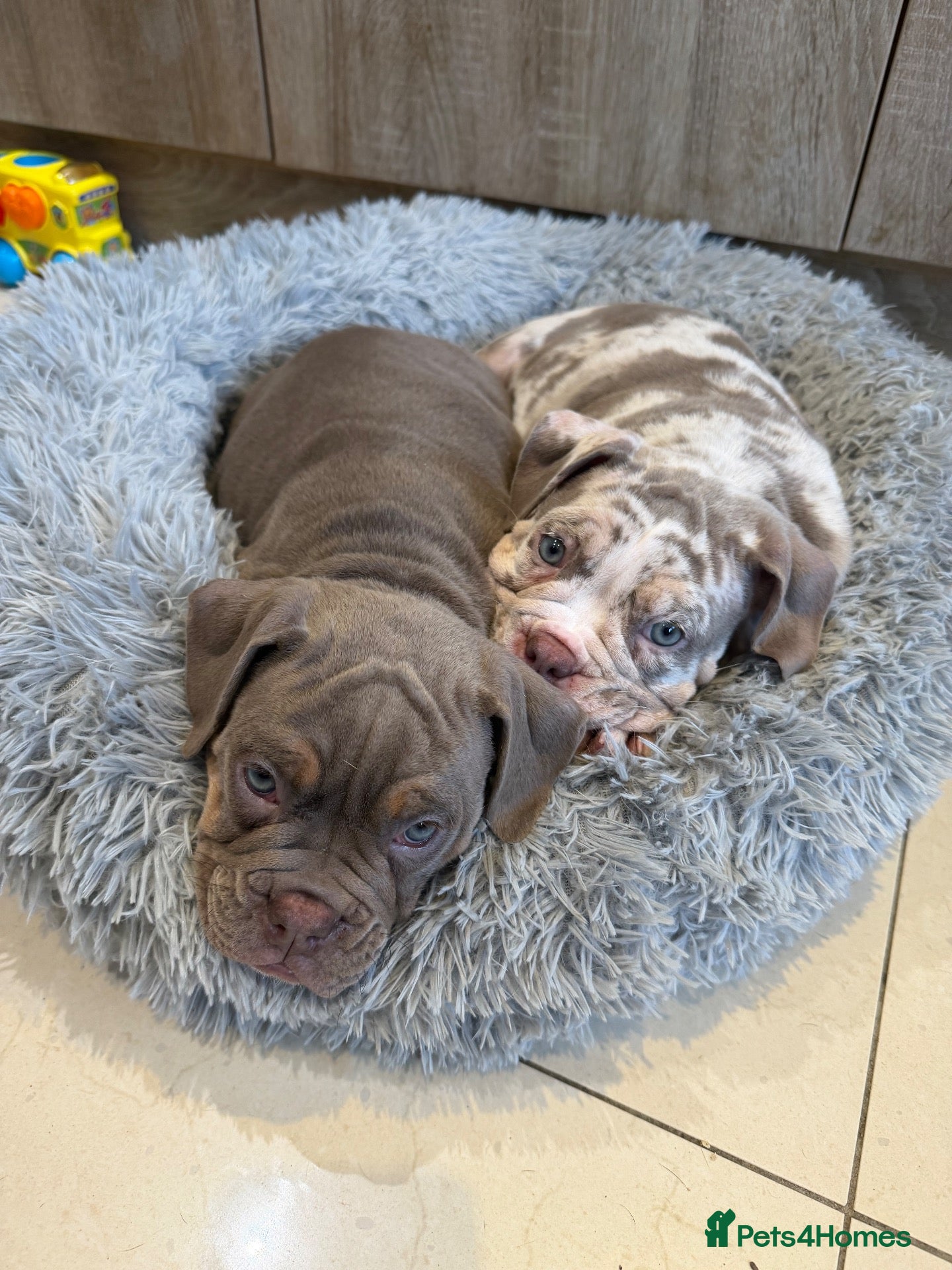 Olde English Bulldogge dogs Old English bulldogs  - Advert 2