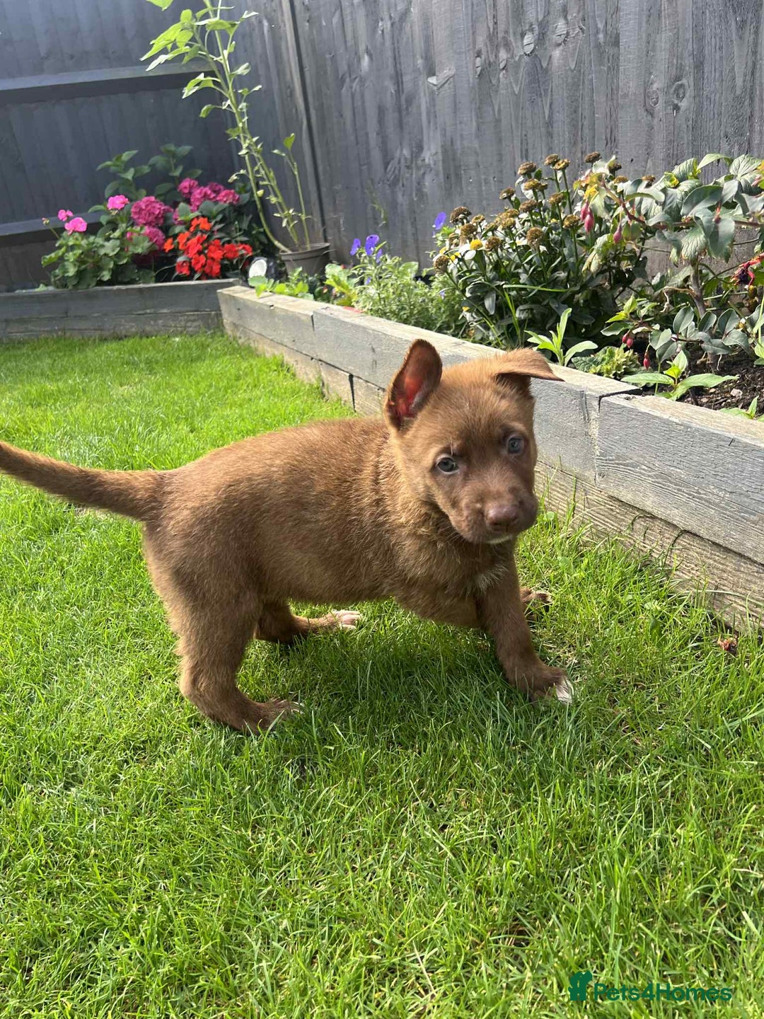 German Shepherd dogs for sale: German shepherd puppies  - Image 2