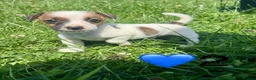 Jack Russell dogs for sale: Beautiful Jack Russell Pups Ready for Forever Home - Advert 20